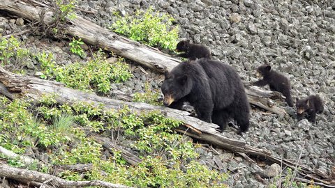 Sow black bear with 3 cubs on hillside in the wild as 2 walk up log.