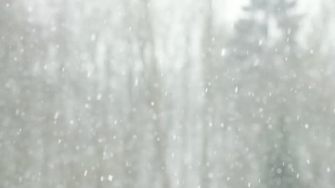 Falling snow in front of forest