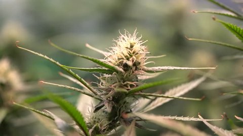 Live Cannabis Flower