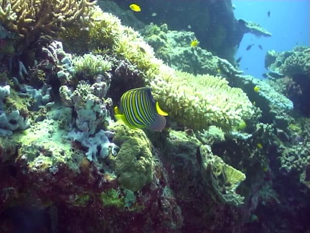Royal angel fish.
