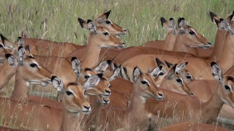 Herd of Impalas, Serengeti, Tanzania, Africa