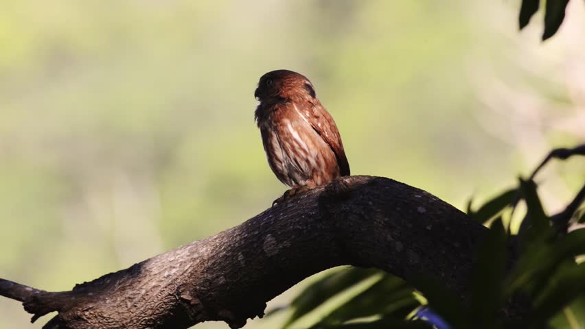 A Ferruginous Pygmy-Owl (Glaucidium brasilianum) sits on a branch and turns its head to all sides. The characteristic black spots on the back of its head look like a second pair of eyes. Royalty-Free Stock Footage #10123604