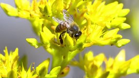 Video Detail of a European bee (apis mellifera) pollinating a yellow flower.
