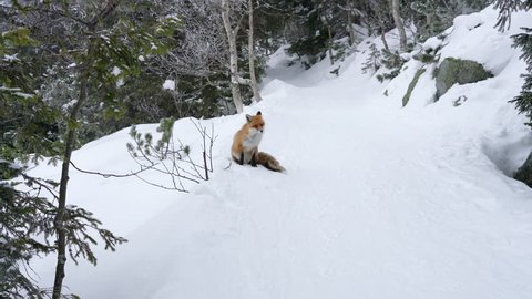 Lonely fox walking on snow in winter	
