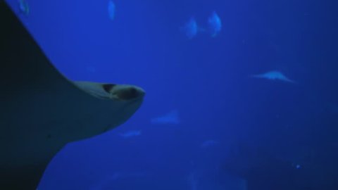 fish stingrays float in clear blue water in large aquarium close up
