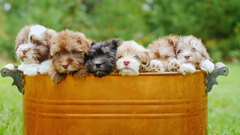 Six cute puppies are looking at the camera. Together they sit in a copper pail or basket