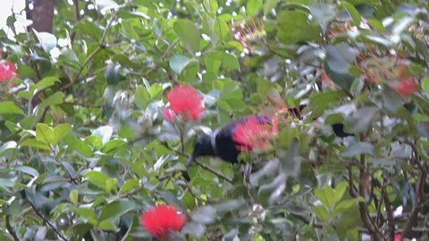 Tui bird feeding in Pohutukawa tree