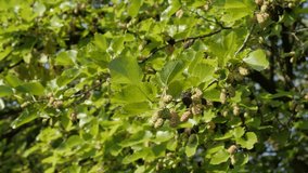 Close-up of of mulberry (Morus nigra) 4K video