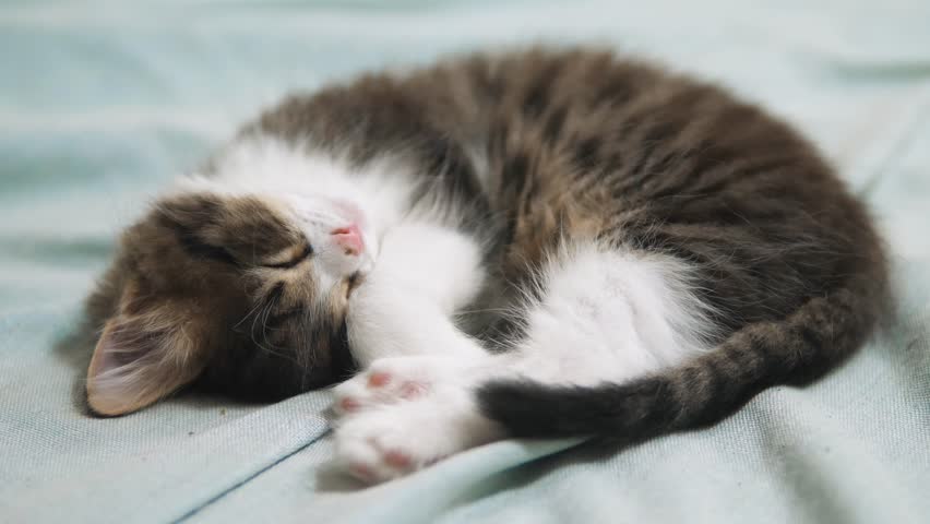 Image result for adorable fluffy kitten