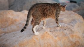 Video cat walk rocks shore  Red Sea