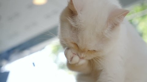 4K Persian tabby kitten cleaning it self