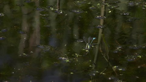 Dragonfly breeding above pond Damselflies mating England summer 4K 