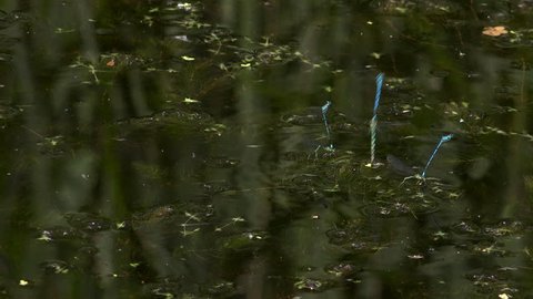 Dragonfly breeding above pond Damselflies mating England summer 4K 