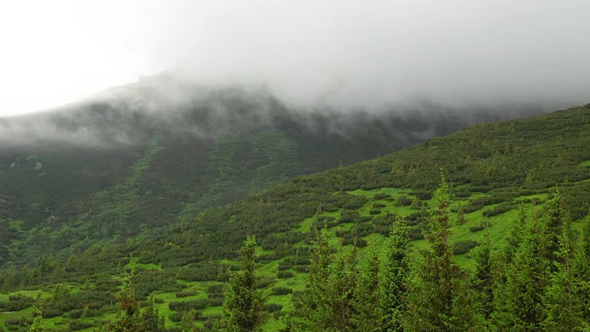 fog in the summer mountains, Mountain andscape with trees in fog clouds in time lapse, 4k time lapse of fog in Carpathians mountains
