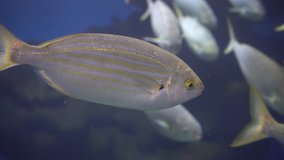 4K video of grey fish with yellow stripes and yellow tail in water