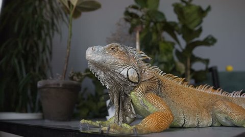 Lizard of yellow-green color sitting on the table in the studio. Iguana is splashed with droplets of water. Slow motion.