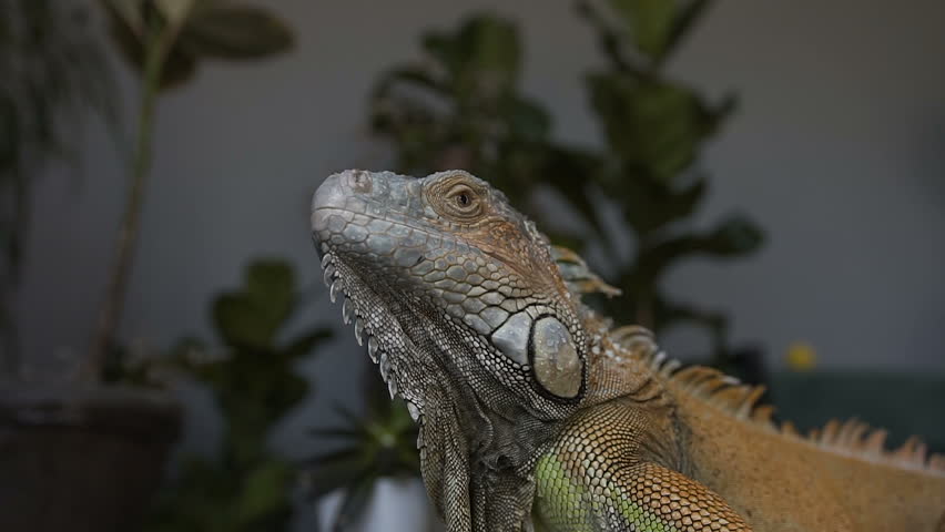 Close-up. Portrait of a big iguana. Ride a camera on a lizard sitting on the background of green plants. Slow motion. Royalty-Free Stock Footage #1012394840