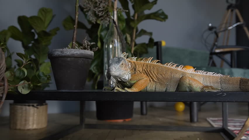 An iguana of green color crawls on the table and looks at the camera. Reptile in an interior room against green plants. Slow motion. Royalty-Free Stock Footage #1012394846
