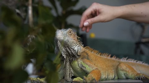 The lizard of iguana with large claws sits in the room. The girl strokes her pet reptile. Slow motion.