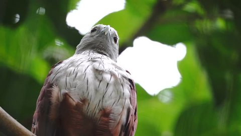 Red-backed Sea-Eagle or Brahminy Kite (Haliastur indus) is a medium sized raptor distributed across India sub-continent to Australia. It feeds primarily on aquatic lifeforms living in inland wetlands.