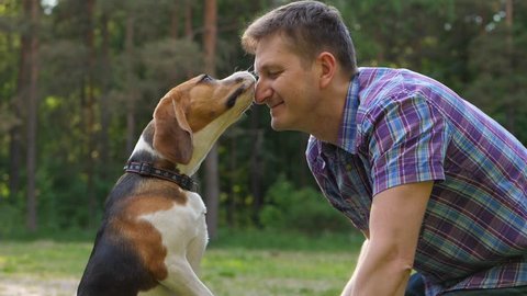 Lovely dog gently lick and touch cheerful owner man face, slow motion shot at nature outdoors, blurred green trees on background. Beagle sit on hind legs and express emotions to his friend
