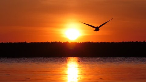 Seagull fly towards camera, black silhouette of bird against orange sunset sky and bright sun disc. Glowing reflection on lake water, dark forest line at horizon