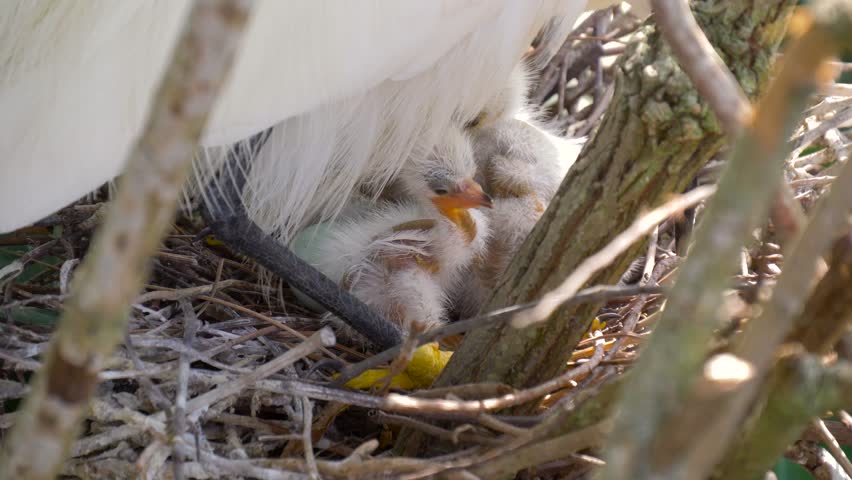 Great white egret takes care of its chicks. Young chicks egret fools in nest. Mother great white egret standing watch over the chick in their nest. Great Egret nest with young chicks. Birds nest.