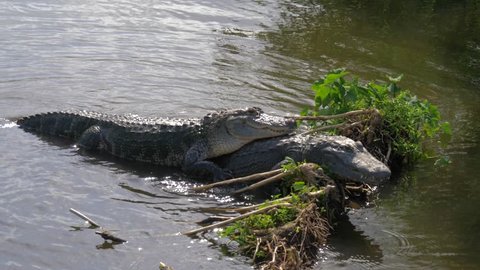 Alligators male and female during mating period mate in water. Gator mating season in Florida. Crocodile mating. American Alligator - Alligator mississippiensis. Alligators in a swamp in Florida.