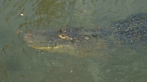 Large crocodile is dipping submerged underwater. Portrait of an Alligator. American alligator in a Florida swamp. Close-up of the head of a alligator, Florida, 4k. Slow motion.