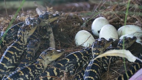 Alligator hatchlings emerge. Newborn alligator near the egg laying in the nest. Little baby crocodiles are hatching from eggs. Baby alligator just hatched from egg.