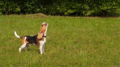 Young beagle speak something, rise muzzle up and howl, green grass around, sunny summer weather. Slow motion full length shot of dog standing outdoors and crying once