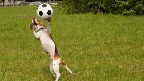 Doggy jump up to catch thrown soccer ball and hit it by chest, then turn and run to pursue it, slow motion shot. Funny Beagle playing at grassy lawn in summer day