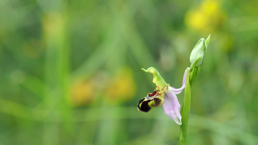 Bee Orchid ( Ophrys apifera )