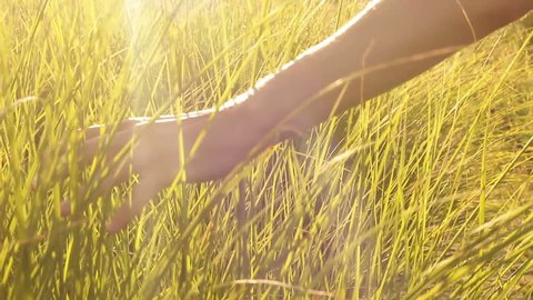 Man's hand touching grass walking through the field Stock Footage,#touching# grass#Man#hand