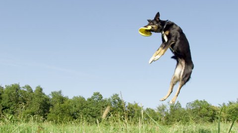 SLOW MOTION, LOW ANGLE: Energetic border collie jumps high in the air and catches a yellow throwing disc. Playful puppy with beautiful black coat catches a flying frisbee in the middle of sunny grassland.
