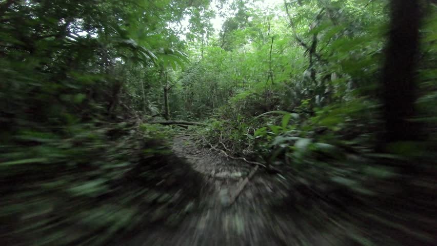 First person view of a mysterious creature running through the jungle Royalty-Free Stock Footage #1012402874