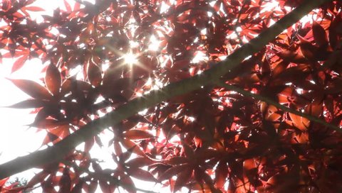 Sunlight filtering through maple trees