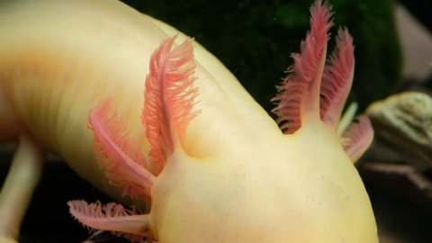 Close up footage of the gills of an Axolotl or Mexican salamander (Ambystoma mexicanum)