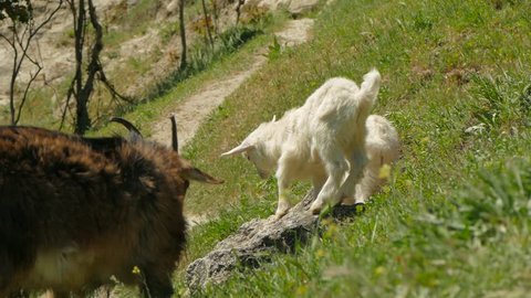 A gray goat and a pair of small goats on a mountain path.