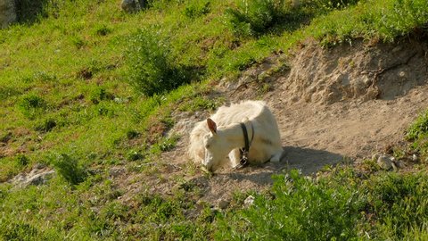 A white goat, chained by a chain, lies in the dust on the ground.