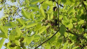 Mullbery fruit (Morus nigra) green leaves and fruit 4K video