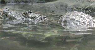 Ungraded Flat Video of the spectacled caiman (Caiman crocodilus), the white  or common caiman