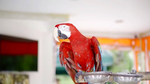 Big red parrot is sitting and dancing to the music