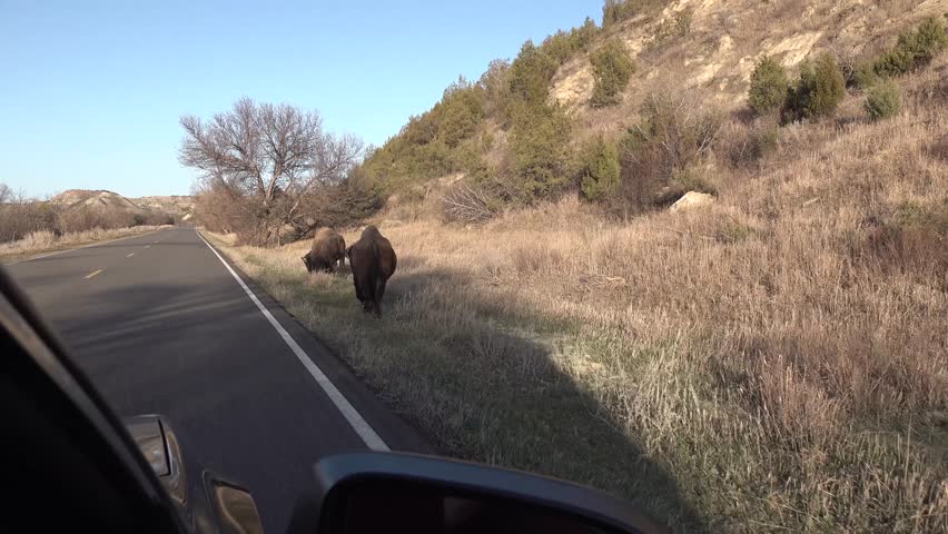 The American bison or buffalo (Bison bison). The Theodore Roosevelt National Park, North Dakota 