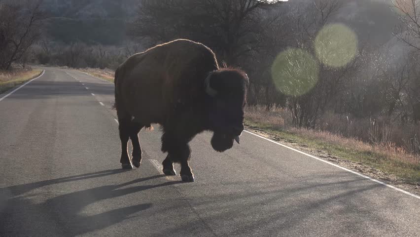 The American bison or buffalo (Bison bison). The Theodore Roosevelt National Park, North Dakota 
