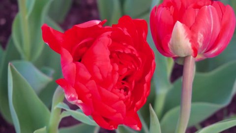 red Tulip in spring garden