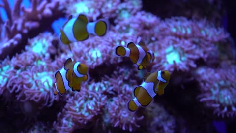 4k close up of group of clownfish swimming