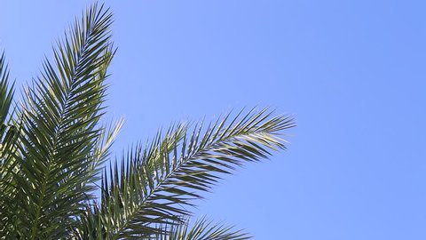 Beautiful green leaves of palm tree isolated at bright blue sky background. Real time full hd video footage.