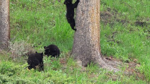 3 Black bear cubs exploring the forest as one climbs a tree with ease.