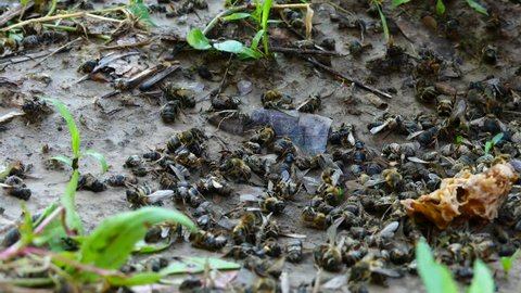 Dead bees near the beehive in the apiary. Pesticides poisoned by pesticides. Ecological catastrophe, bees die from the use of chemical poison in the fields.
